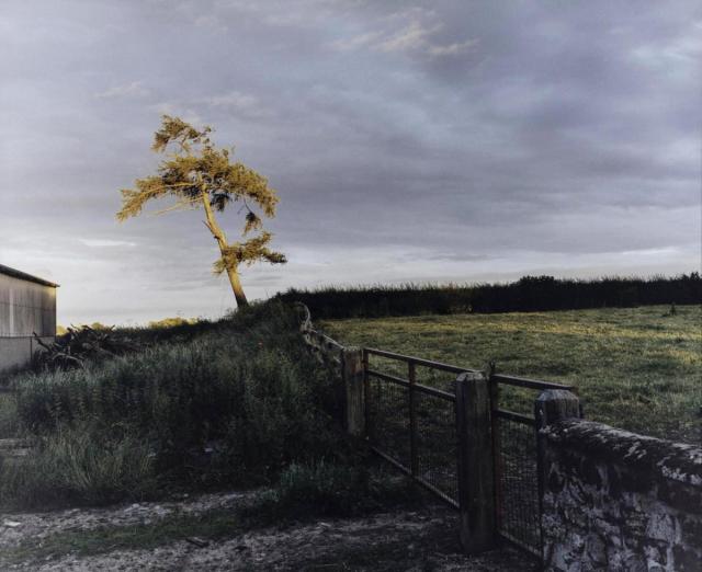 A photo of a lone sapling in a wide field. The sky is grey but it has caught the light, making it stand out against the dark ground. 