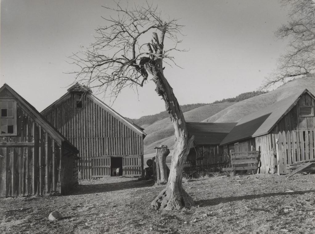 Minor White Happy Farmyard