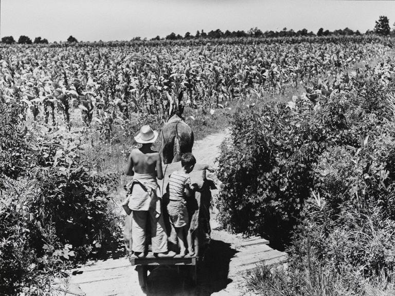 Bubley, Esther, C.L. Hardy Tobacco Plantation, Maury, NC, 1946, Gelatin silver print overall: 7 1/2 in x 7 3/4 in; 19.05 cm x 19.68 cm. Gift of Cam and Wanda Garner, 2012. Photographs, 2012.017.0017, American.